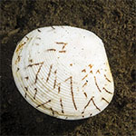Lioconcha hieroglyphica